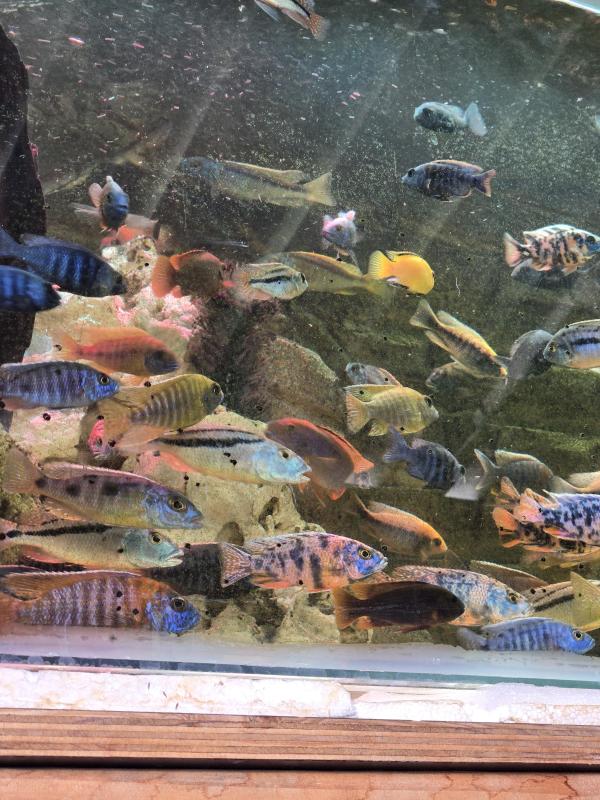 LAKE MALAWI AFRICAN CICHLIDS