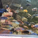 LAKE MALAWI AFRICAN CICHLIDS