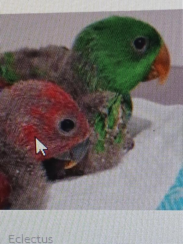 Wanted Baby Eclectus