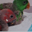 Wanted Baby Eclectus