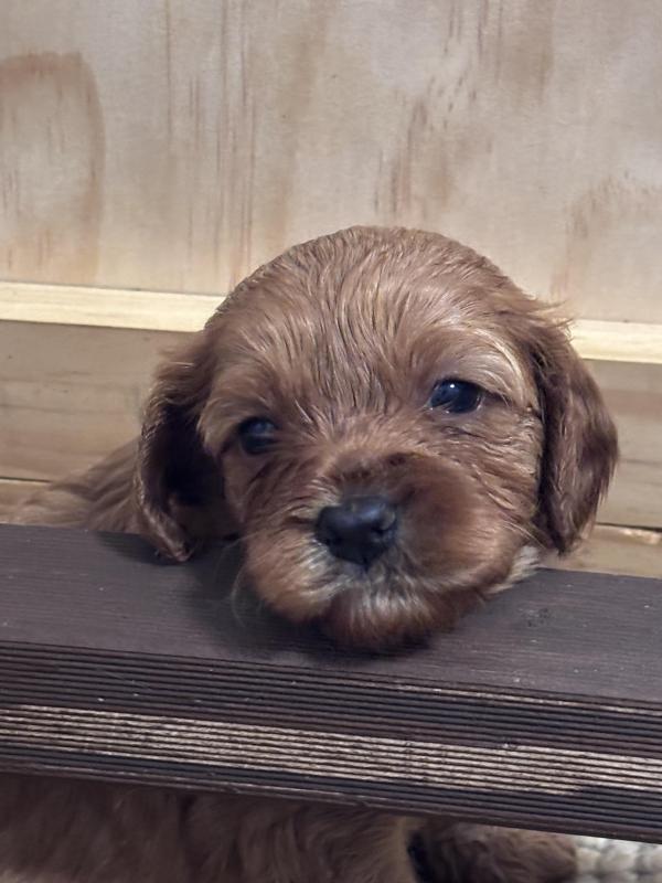 Cavoodles 1st Generation