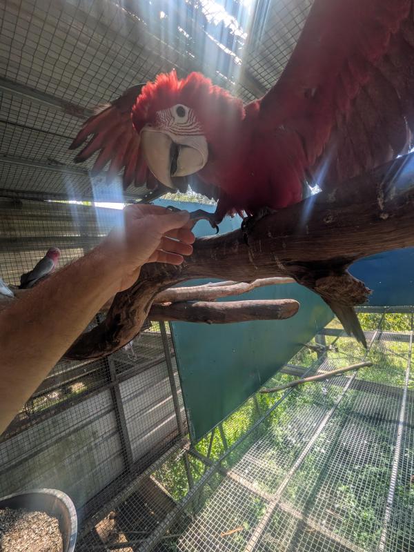 Hen Green wing macaw baby