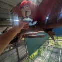 Hen Green wing macaw baby