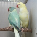 INDIAN RINGNECK MUTATIONS