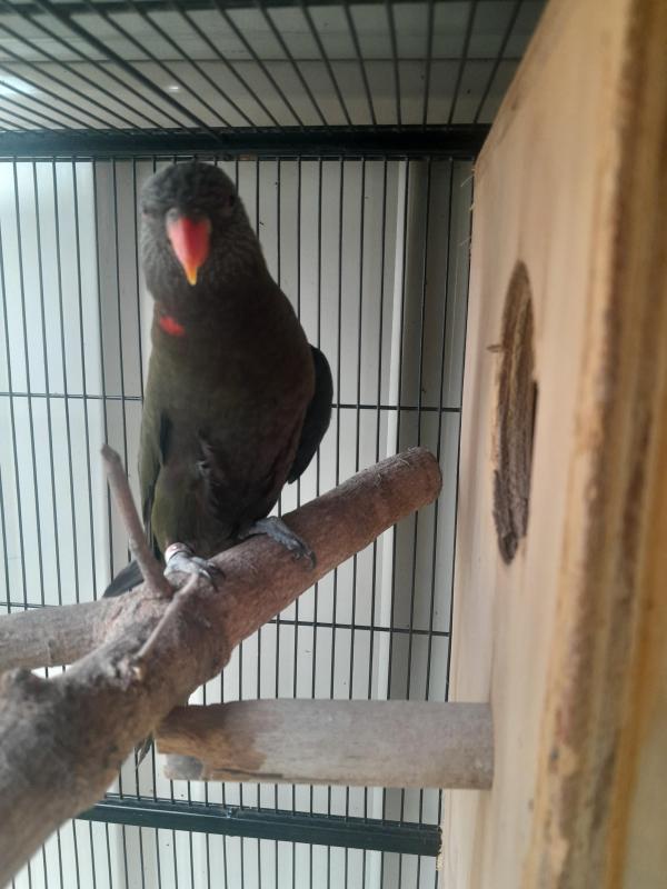 True Olive Bluefront lorikeets genuine breeding pair