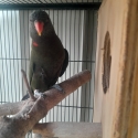 True Olive Bluefront lorikeets genuine breeding pair