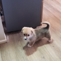 Pedigree Pembroke Corgi male