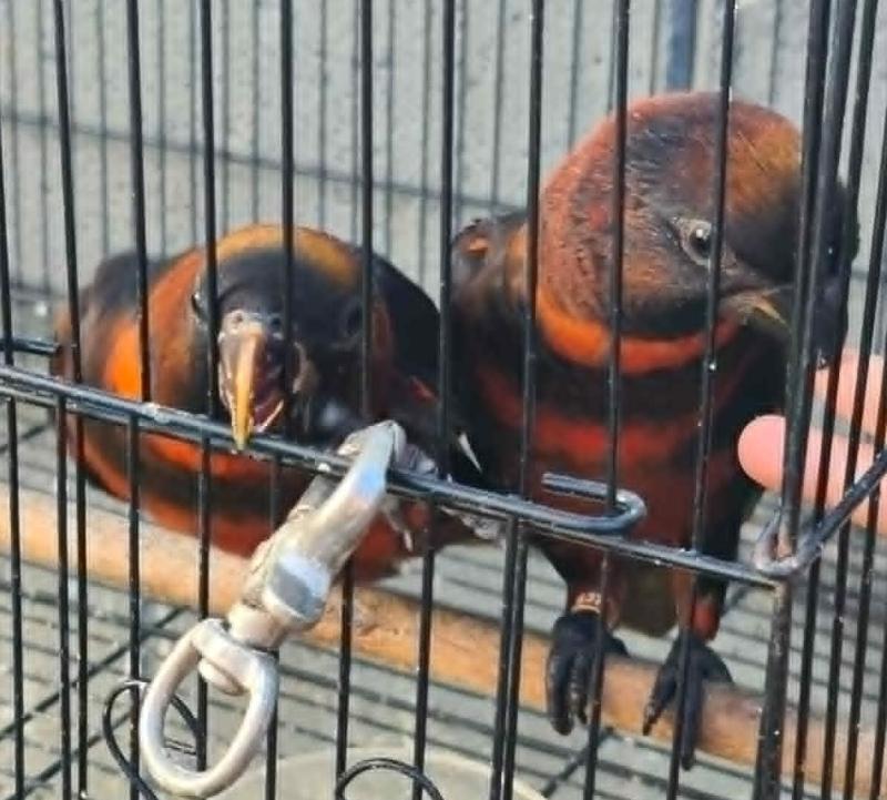 hand reared dusky Lorys