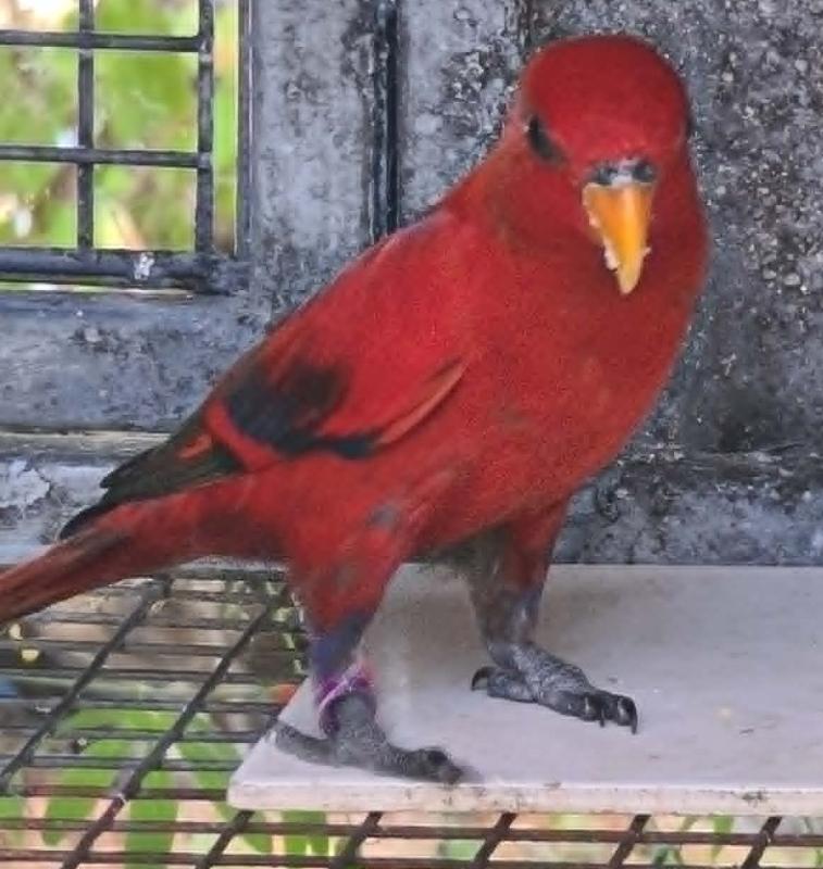 parent reared male Moluccan Lory