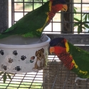 ornate lorikeet pair