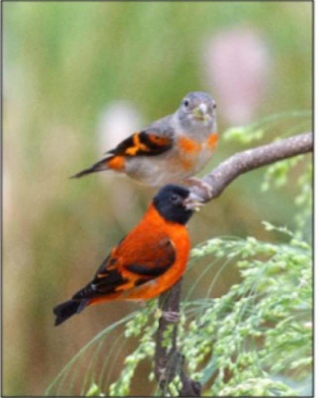 Wanted:  red Siskin finch