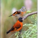 Wanted:  red Siskin finch