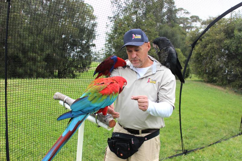 Parrot Training