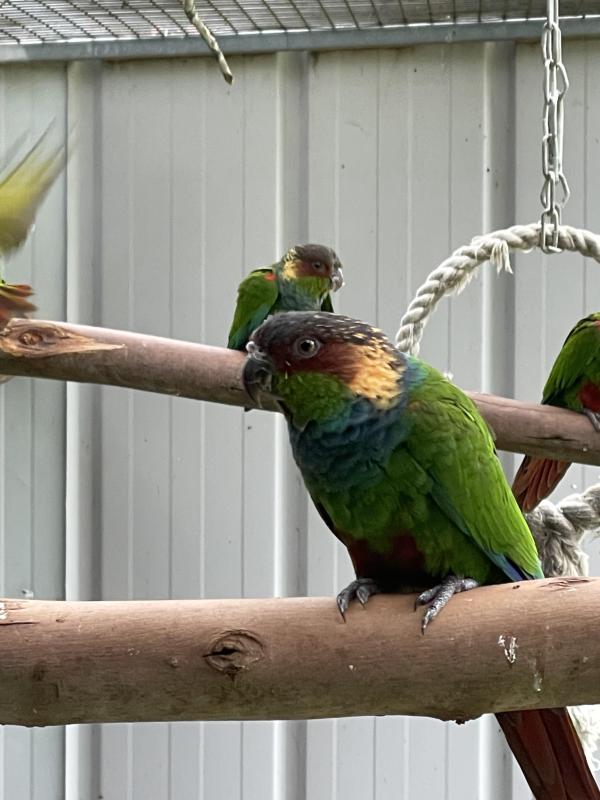 Blue Throat Conures  Colony of 8