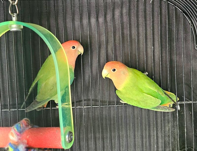 Aviary Pair Show Opaline Peachface Lovebirds