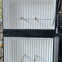 Lovebirds Show Boxes