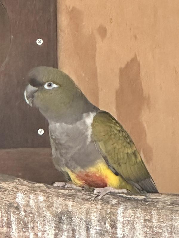 Patagonia Conures