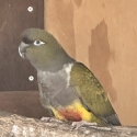 Patagonia Conures