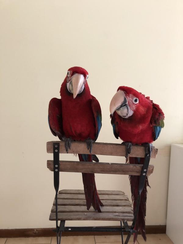 Greenwing macaws
