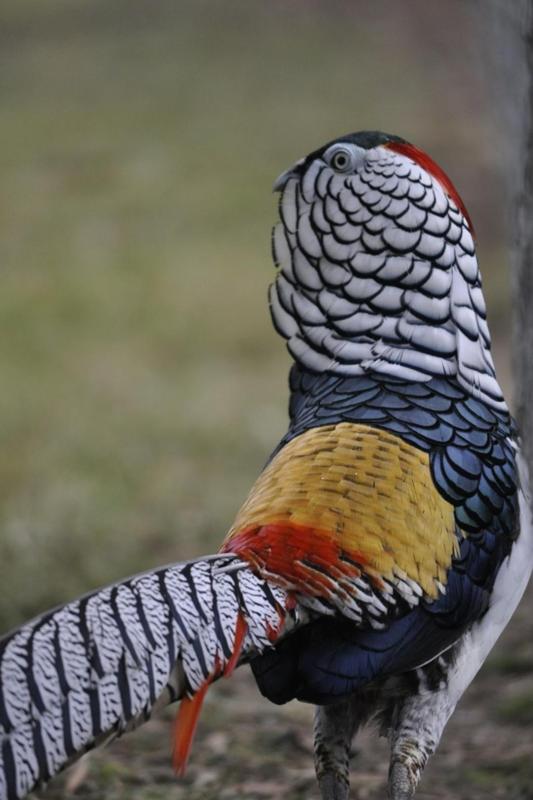 Lady Amherst Pheasant