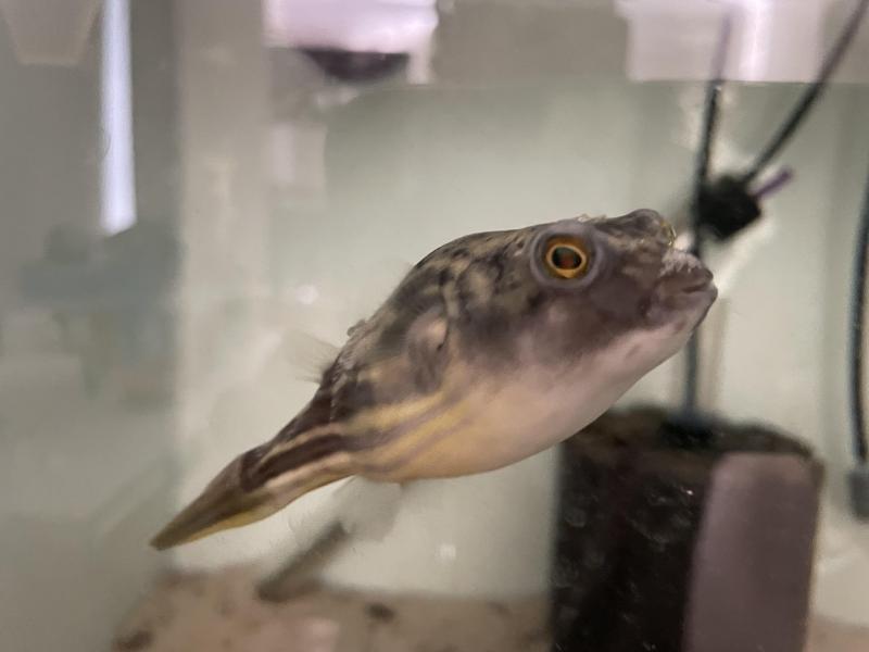 Freshwater Fahaka Puffer Fish