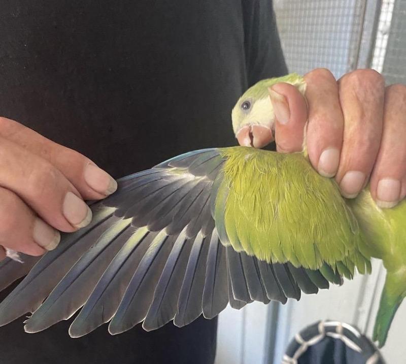 AT PARROT SOCIETY SALE CABOOLTURE  18 APRIL  MUTATION QUAKERS