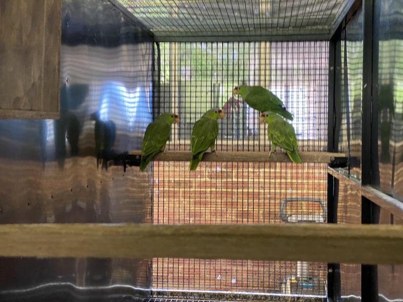 Lilac Crowned Amazon