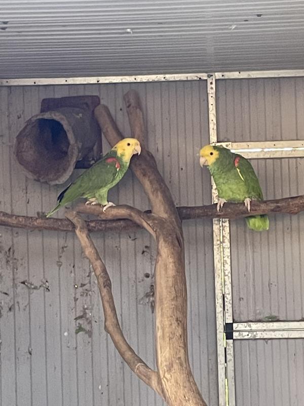 Double Yellow Headed Amazons