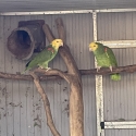 Double Yellow Headed Amazons
