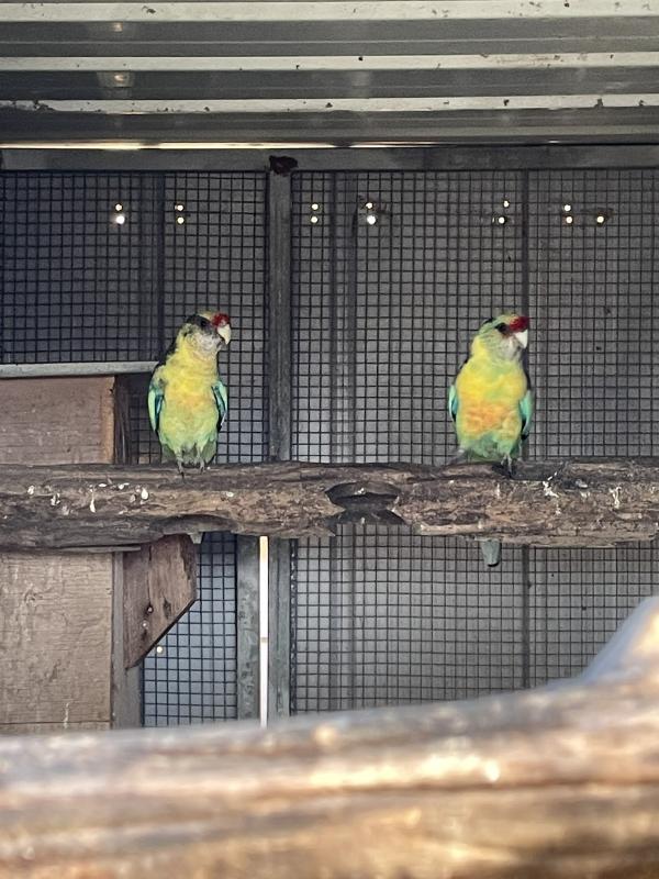 Dominant Pied Mallee Ringneck