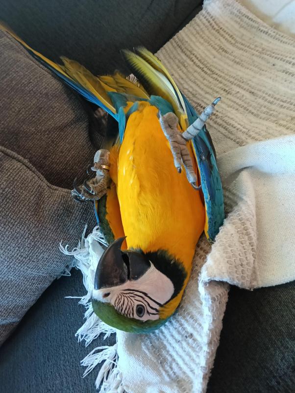 Hand raised blue and gold macaws