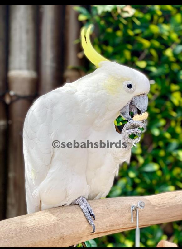 Silver crested cockatoo male hand tame