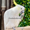 Silver crested cockatoo male hand tame