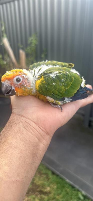 Sun corner baby's hand raised very friendly