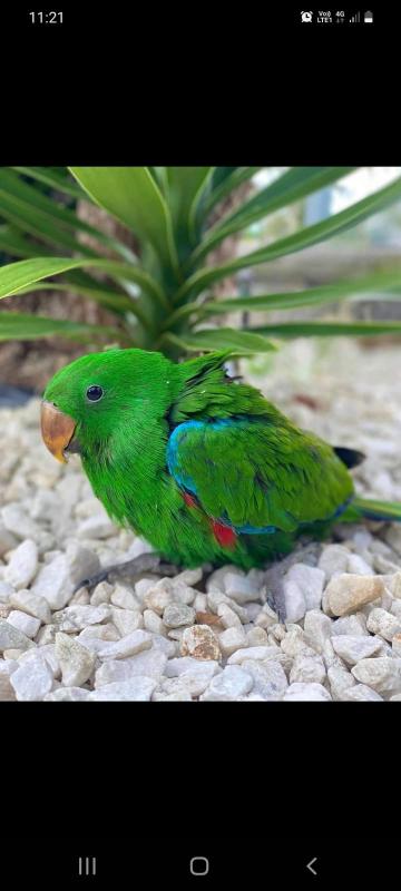 Grande Ecluctes adult & babie tame available