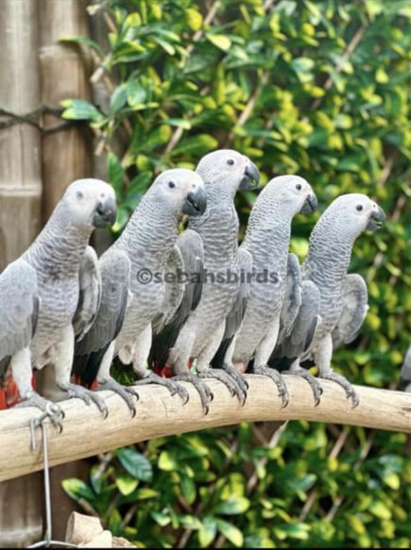Babies African Grey hand raised tame very friendly