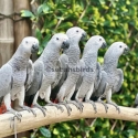 Babies African Grey hand raised tame very friendly