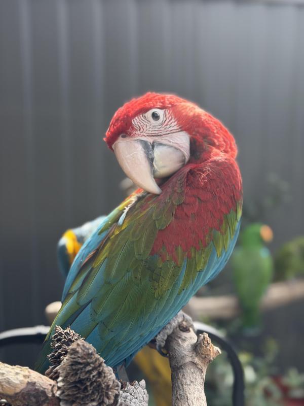 Baby Green-winged Macaws hand raised tame