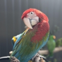 Baby Green-winged Macaws hand raised tame