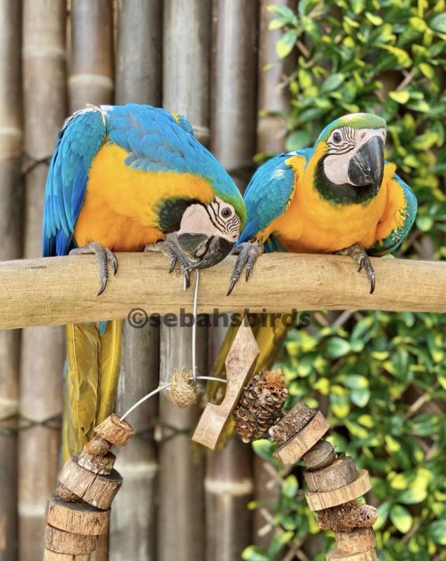 Blue & Gold hand raised very friendly