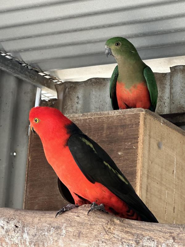 King Parrot Mutations