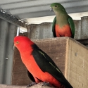 King Parrot Mutations