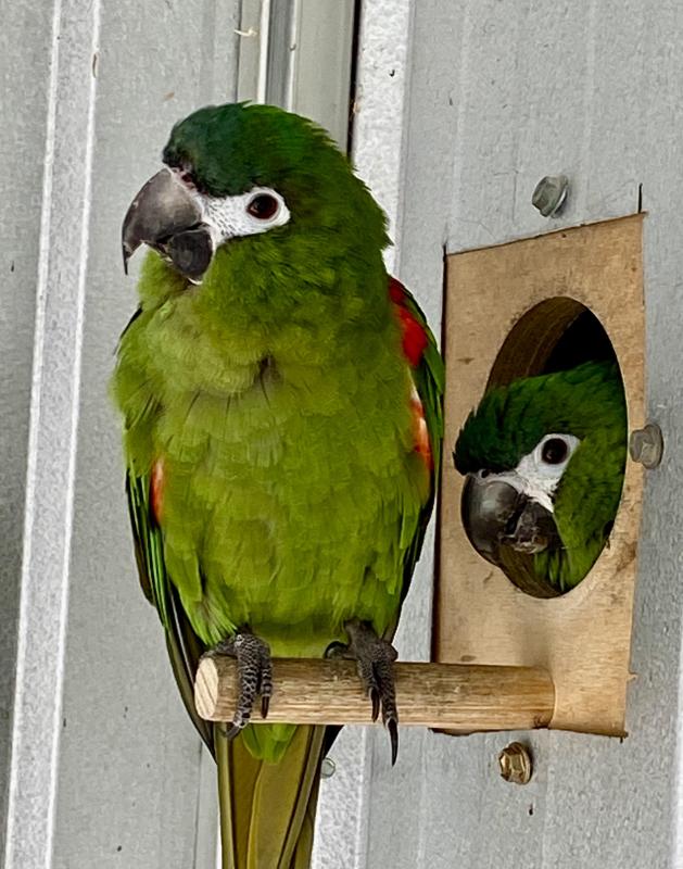 BREEDING PAIR OF HAHNS MACAWS