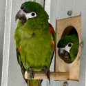BREEDING PAIR OF HAHNS MACAWS