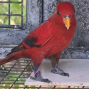 parent reared male Moluccan Lory