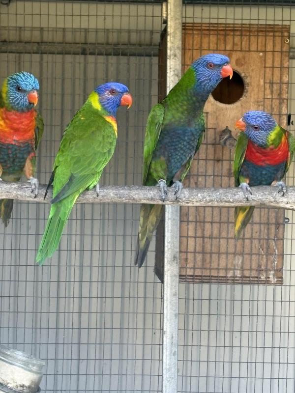 Rainbow Lorikeets
