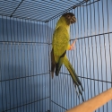 Nanday conure hen