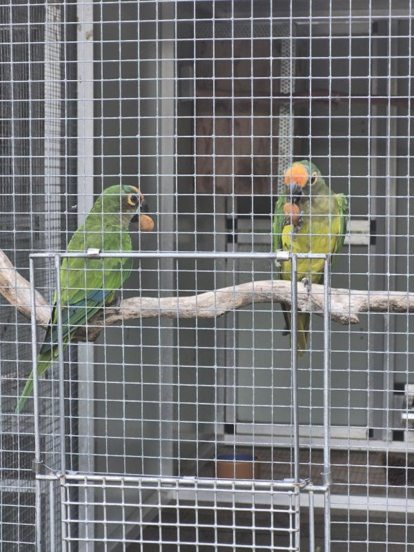 Black capped & peach fronts