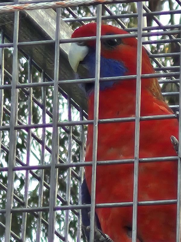 Turquoise cinnomon crimson cock