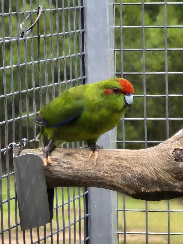 Green kakarikies